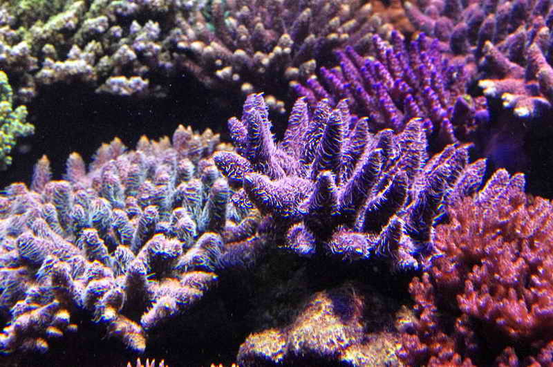 IMGP0525