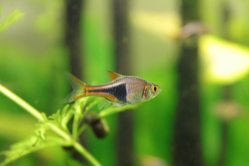 Rasbora