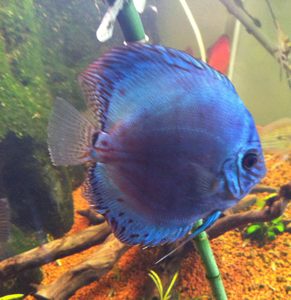 blu