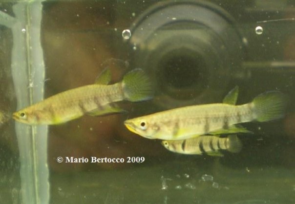 Epiplatys dageti