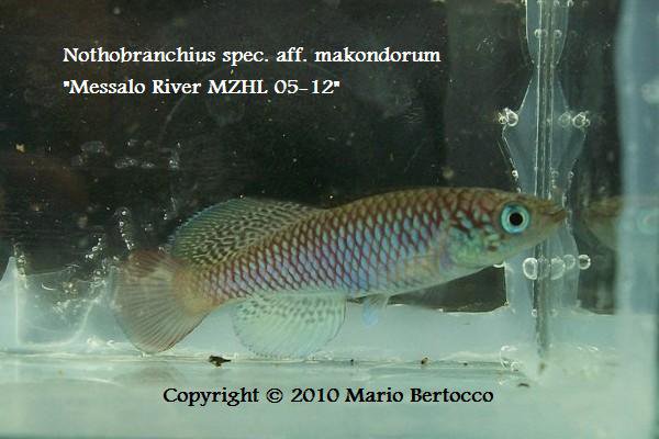 Nothobranchius spec. aff. makondorum "Messalo river MZHL 05-12"