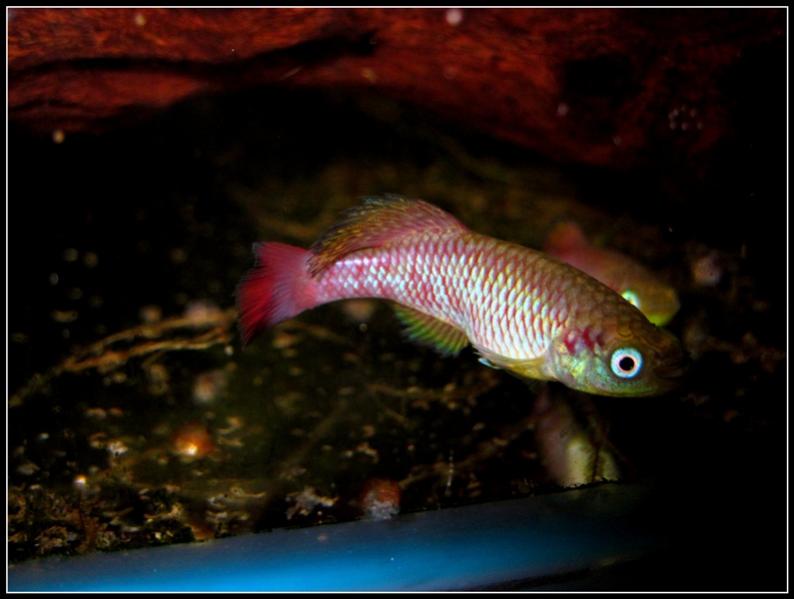 Nothobranchius melanospilus Ndundu village FTZ 05/3