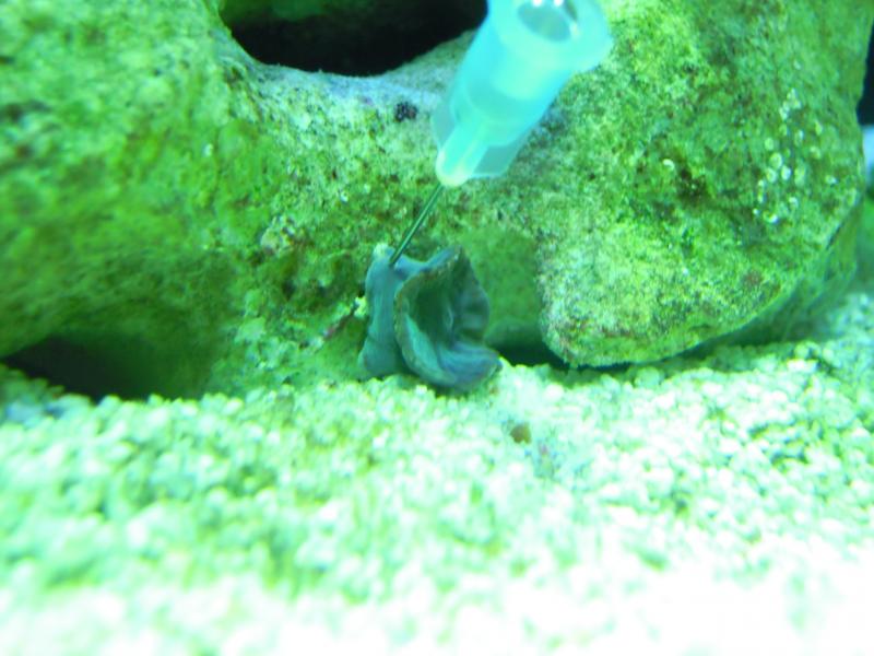 Piccolissimo discosoma blu