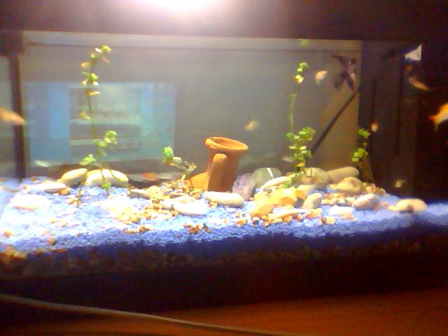 Il mio acquario: Scusate la qualit