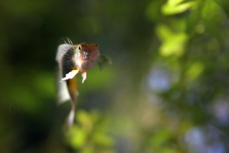 Guppy curioso