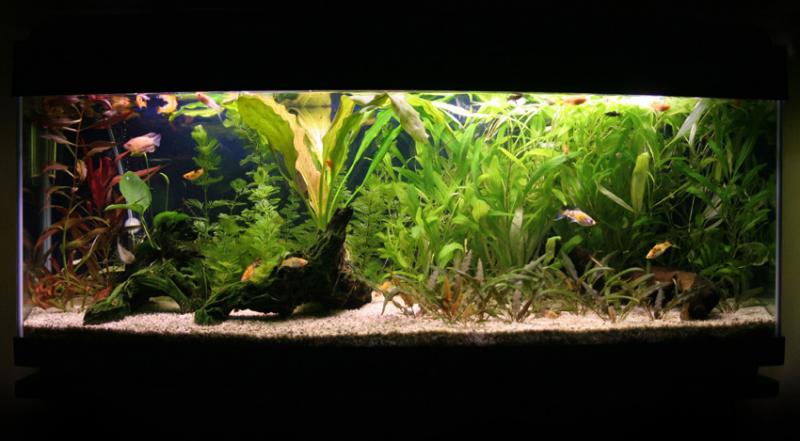 Il mio acquario