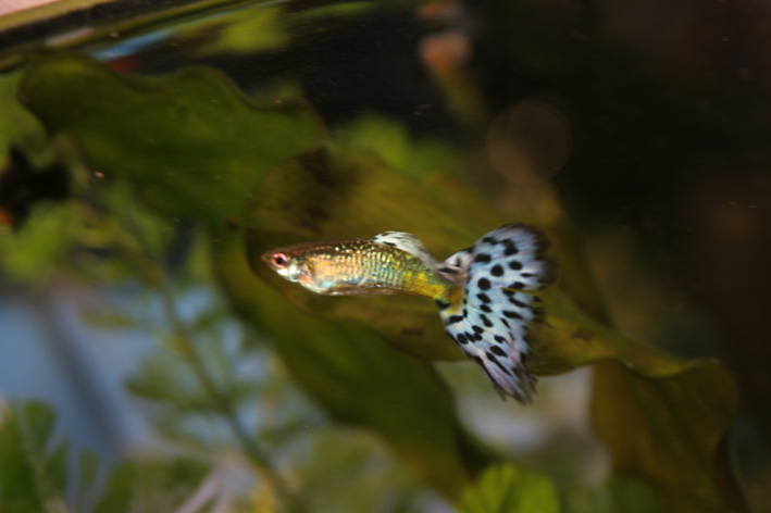 guppy