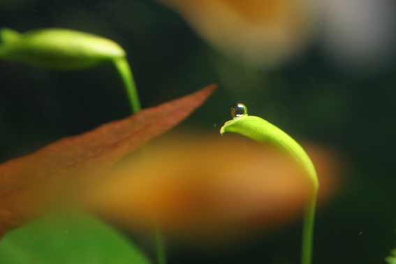 Fiore di anubias nana