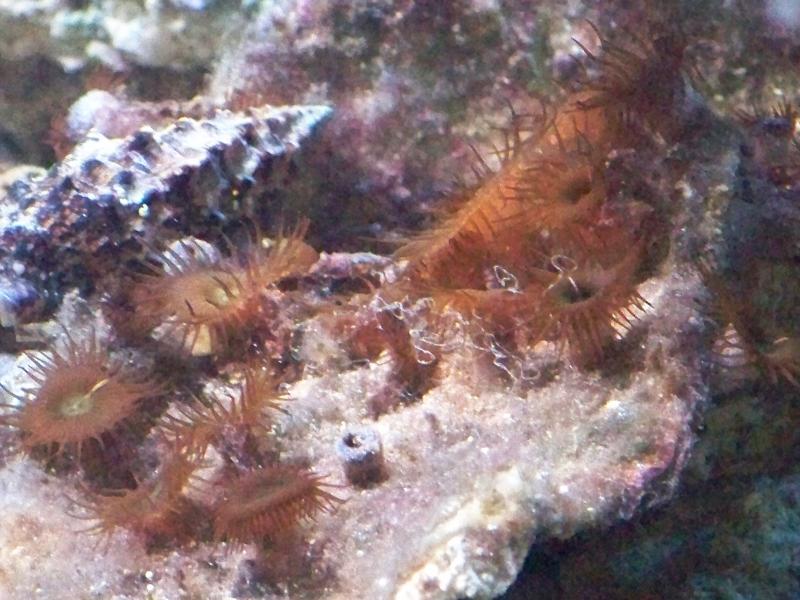 zooantus