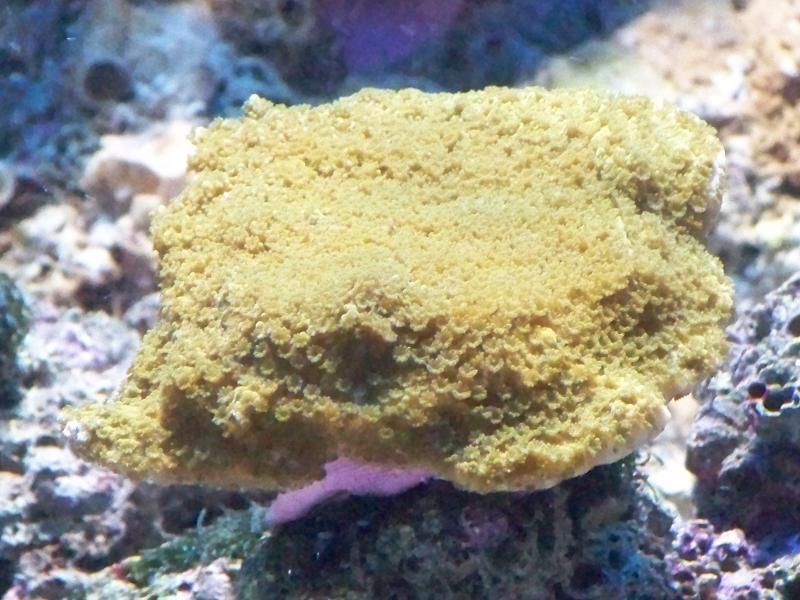 MONTIPORA ARANCIO/MARRONE