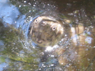 sternotherus carinatus