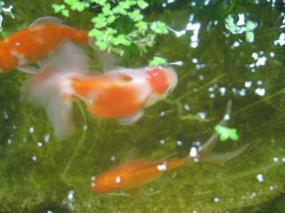 IMG 0265