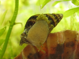 anentome helena