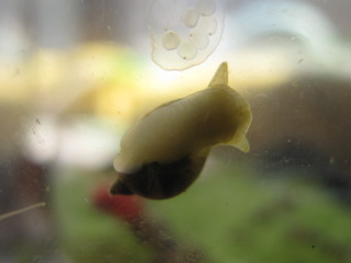 radix auricolata