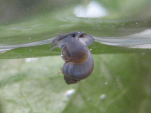 lymnaea stagnalys azzurra