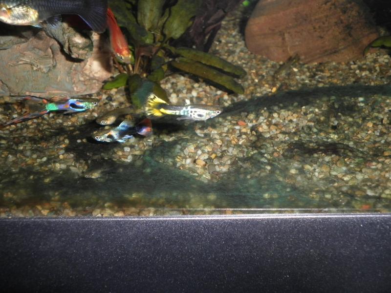 Endler e Guppy, nati a Giugno 2011