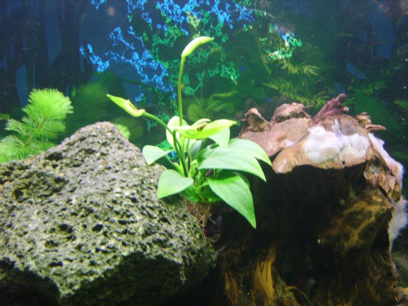 Anubias3   2 Giugno 2011    1 giorno