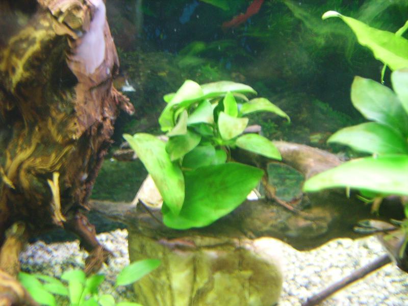 Anubias2   18 Maggio 2011    9 giorni