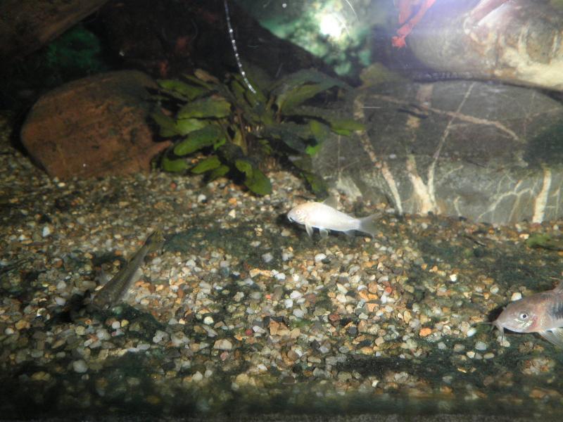 Corydoras Albino 17 Agosto 2011 deceduto 55 giorni