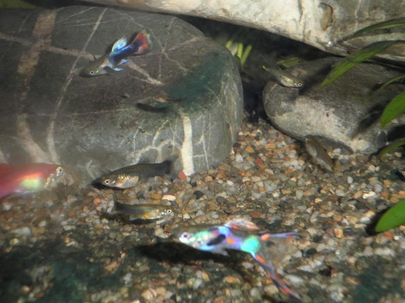 Endler e Guppy di 1 mese 12 Agosto 2011