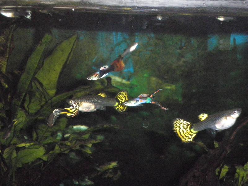 Guppy 28 Settembre 2011