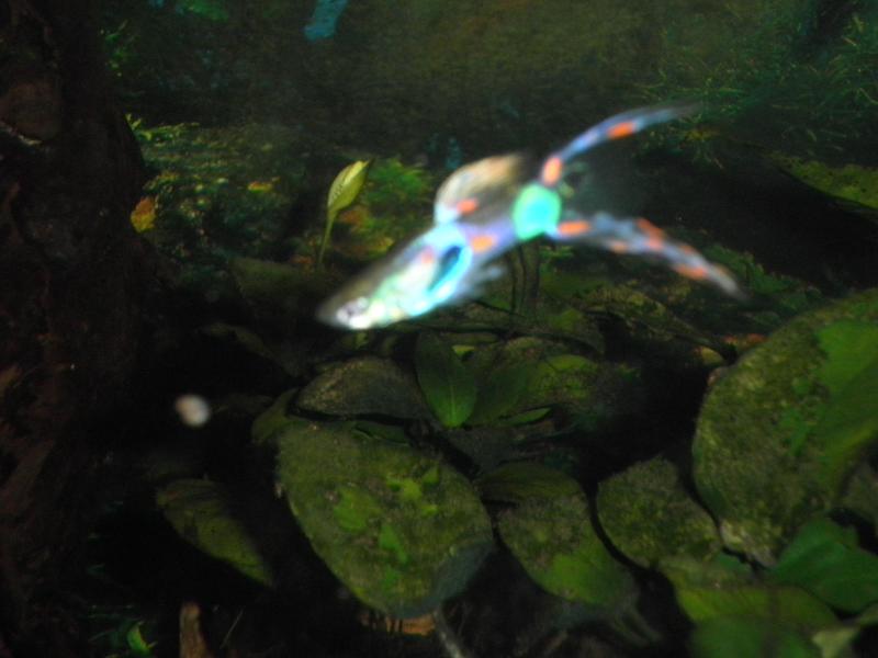 Guppy Endler da 2 mesi e mezzo in vasca