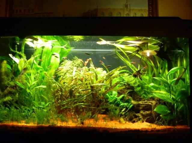 aquario 1