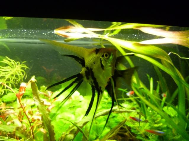 acquario 5