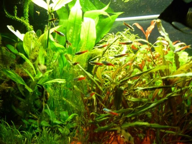 acquario 6