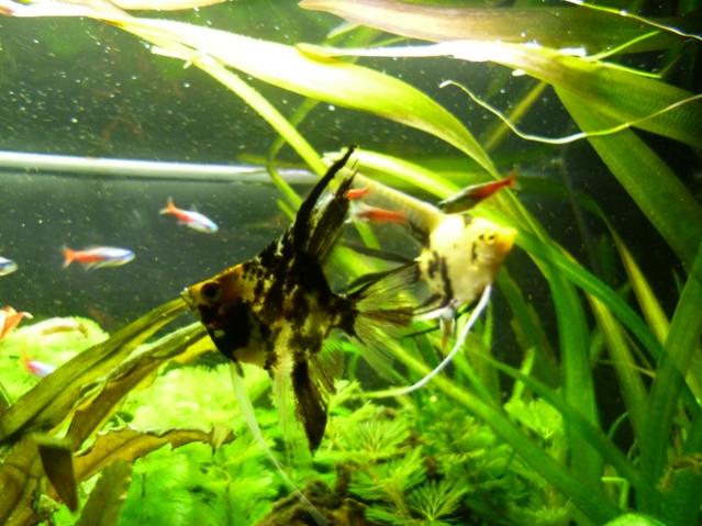 acquario 8