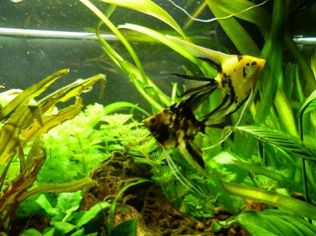 acquario 9
