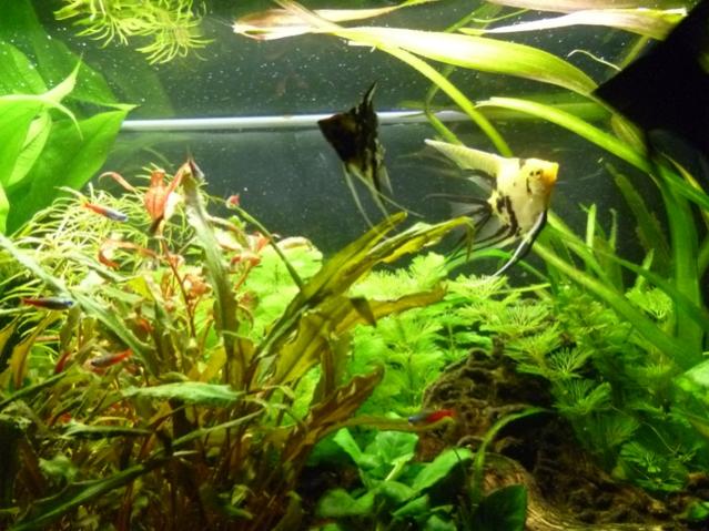 acquario 10