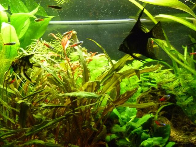 acquario 13
