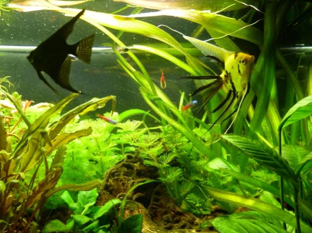 acquario 14