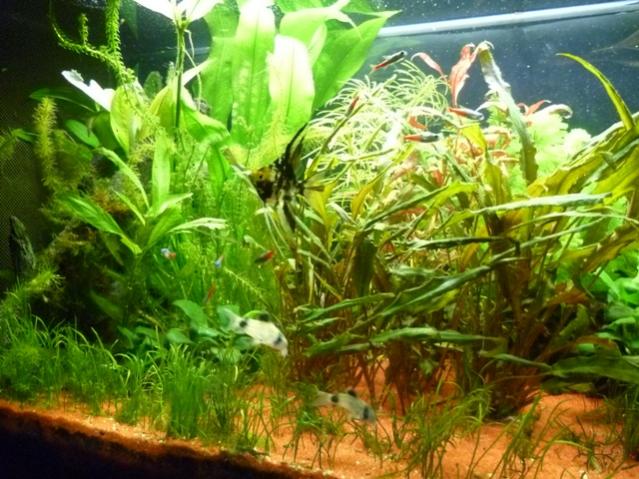 acquario 15