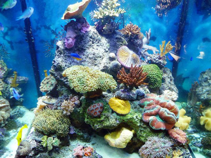REEF01