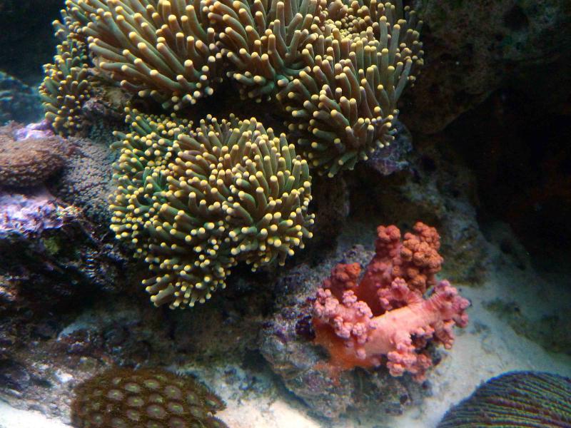 REEF02