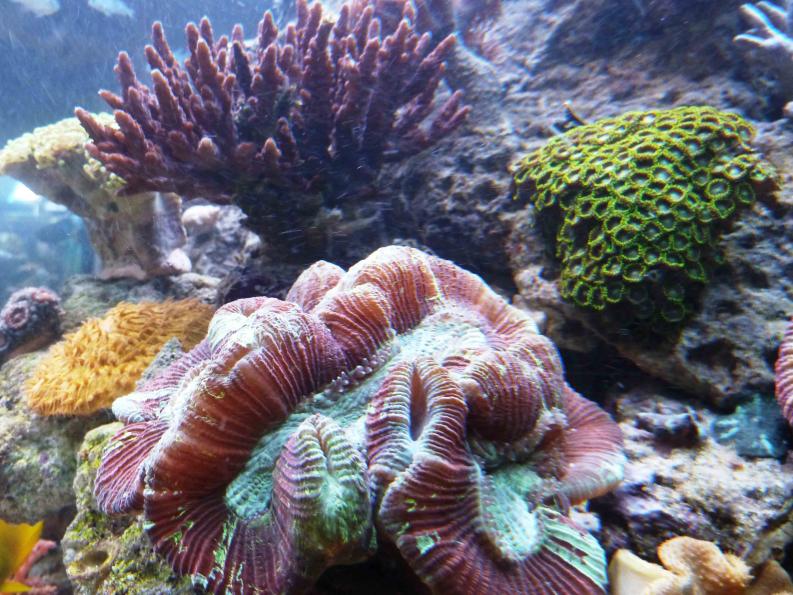 REEF03