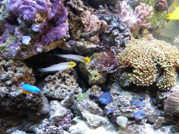 REEF04