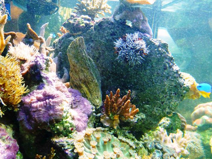 REEF05