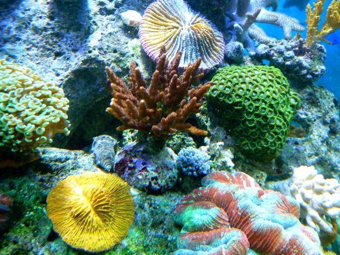 REEF06