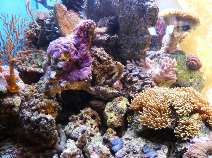 REEF07