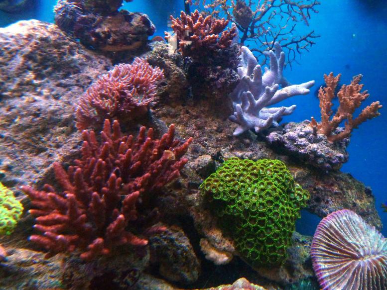 REEF08