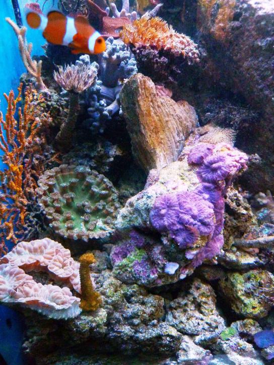 REEF09