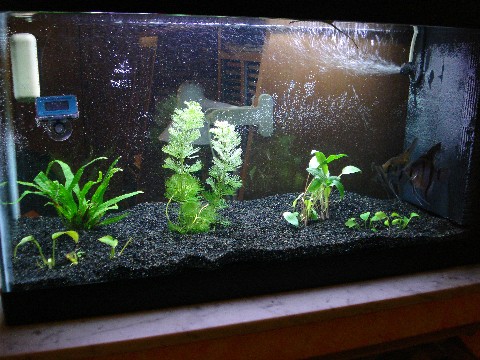 il mio acquario appena rinnovato :)