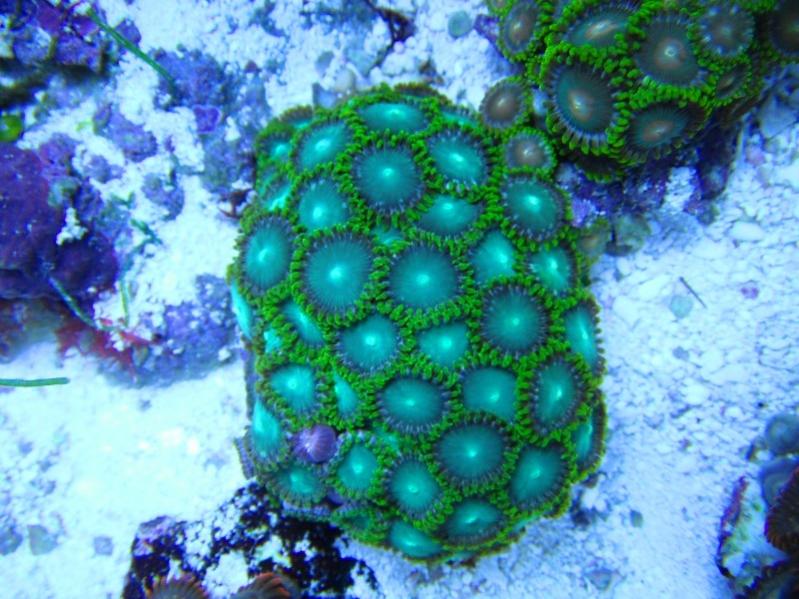 3 Zoanthus  40.00