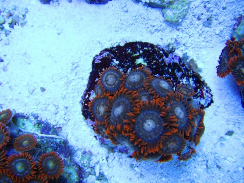 4 Zoanthus  40.00