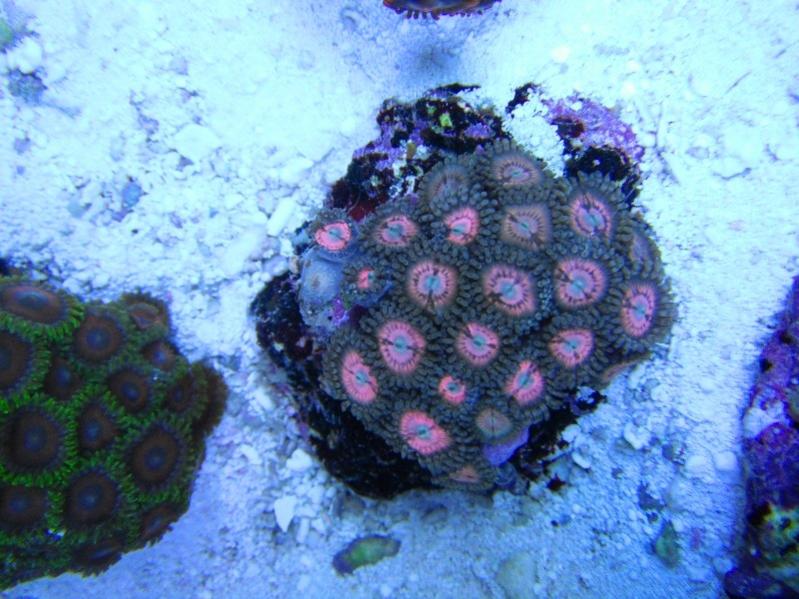 7 Zoanthus  40.00
