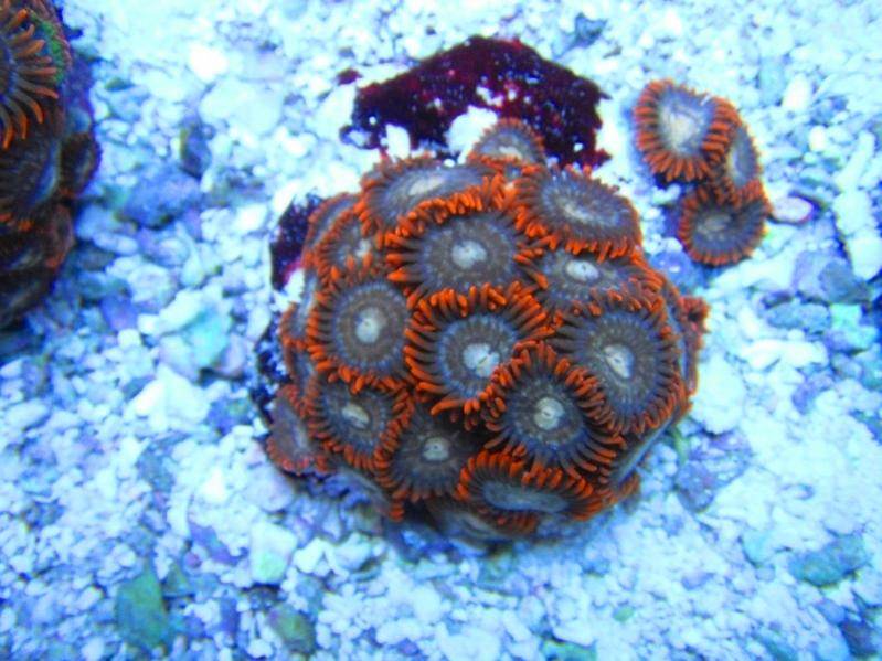 25 Zoanthus  40.00