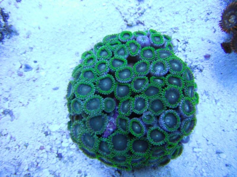 24 Zoanthus  40.00